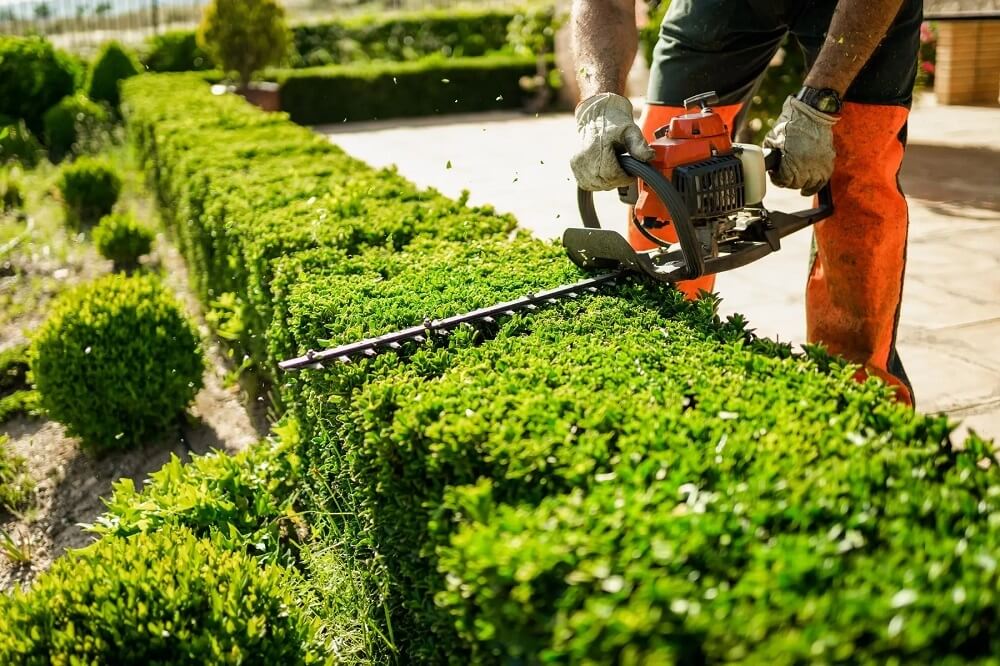 Power trimmer cutting through a green hedge