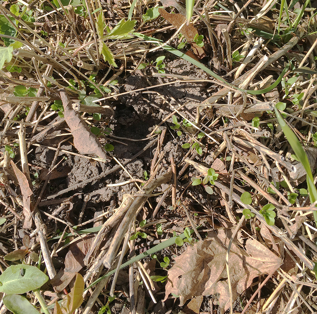 Pile of dried brown garden debris and weeds