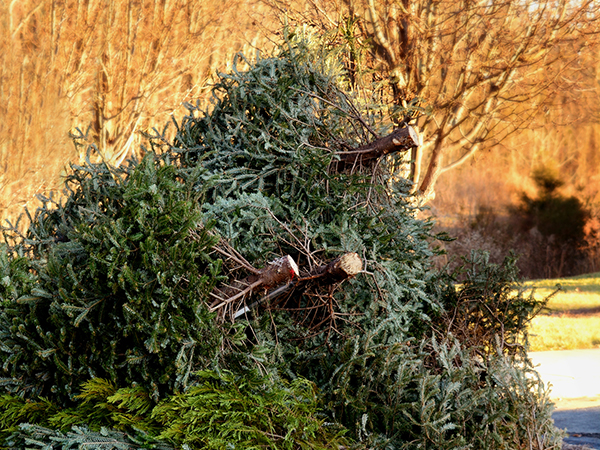 Large pile of evergreen branches and bush trimmings